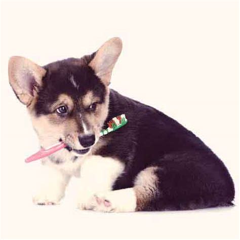 Although periodontal disease is more common in small breed dogs, it can affect all breeds of dogs as well as cats. How to Recognize Dog and Cat Gingivitis | PetCareRx