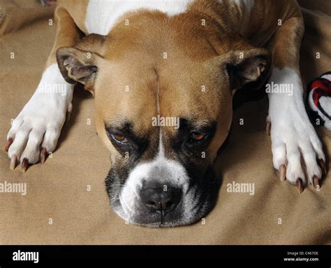 A Mixed Breed Female Boxer American Bulldog Stock Photo 37016938 Alamy