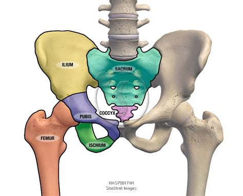 Pelvis And Hip Bones With Major Anatomical Regions Labeled On A White