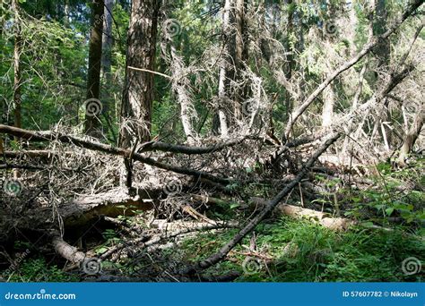 Fallen Trees Stock Photo Image Of Landscape Fall Wood 57607782