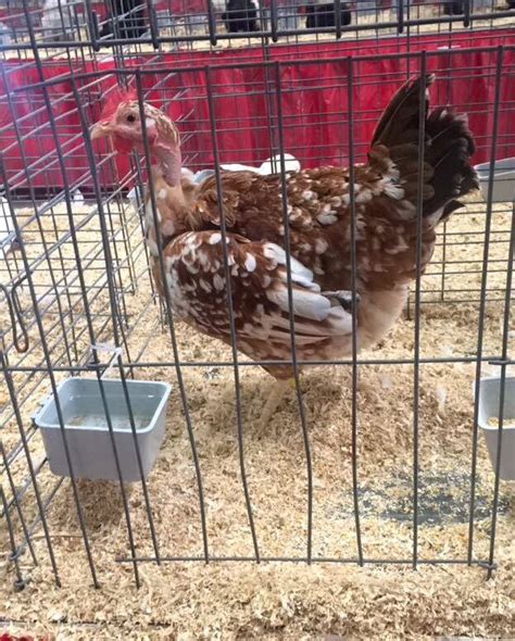 Show Quality Naked Neck Turken Body Type Backyard Chickens Learn How To Raise Chickens