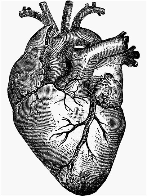 Anatomical heart vase red finish | etsy. 'Vintage Heart Anatomy' Sticker by StilleSkygger | Heart ...