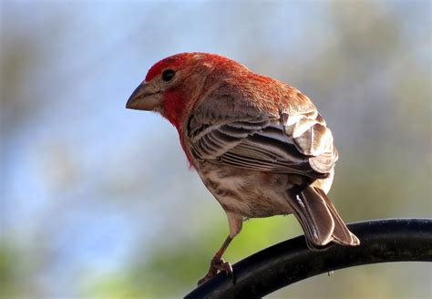 House Finch Travels With Birds