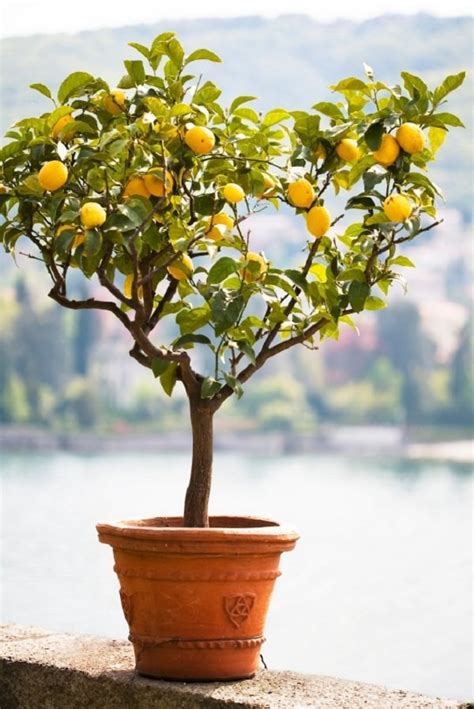 How To Grow A Lemon Tree In Pot Care And Growing