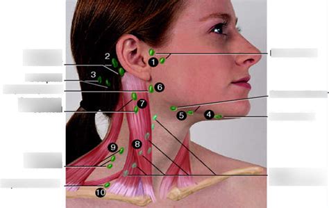 Lymph Nodes Of Head And Neck Diagram Quizlet
