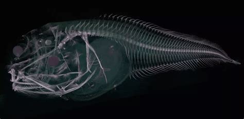 Snailfish How We Found A New Species In One Of The Oceans Deepest Places