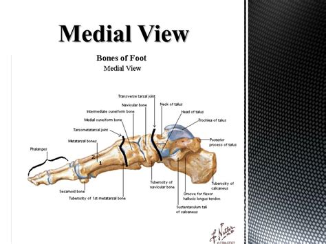 Ppt Anatomy Of The Foot And Ankle Powerpoint Presentation Free