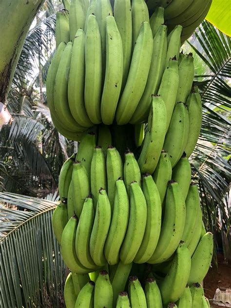 කෙසෙල් වගාව Banana Planting Guide Greengrow Agriculture Private Limited