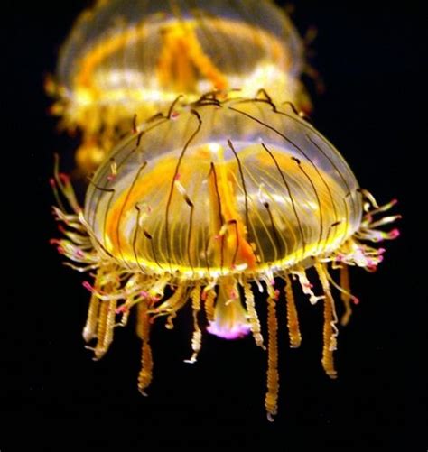 Jellies Colorful Jellyfish Ocean Creatures Deep Sea