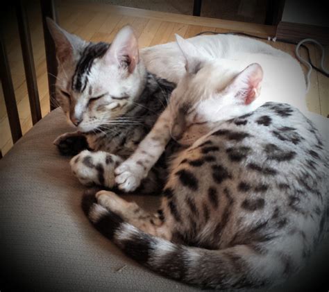 Maine coon kittens for sale. bengal cats in MN, bengal kittens for sale, bengal ...