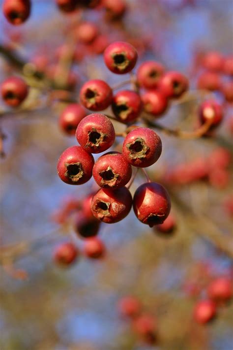 Hd Wallpaper Hawthorn Fruits Red Berries Autumn Branch Bush
