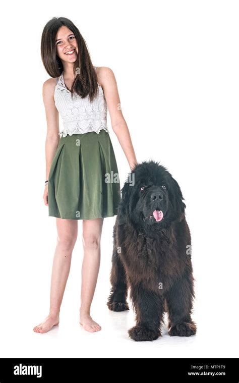 Newfoundland Dog And Woman In Front Of White Background Stock Photo Alamy