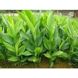 Black Turmeric Plant Wholesale Price Mandi Rate For Black Turmeric