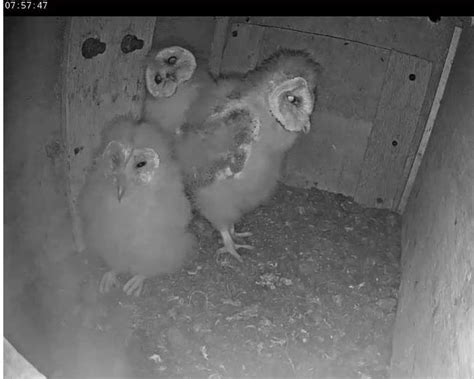 Blue House Farm Barn Owls January 2022 To End Of February 2023 C