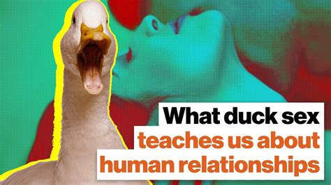 what duck sex teaches us about humans incels and feminists richard prum youtube