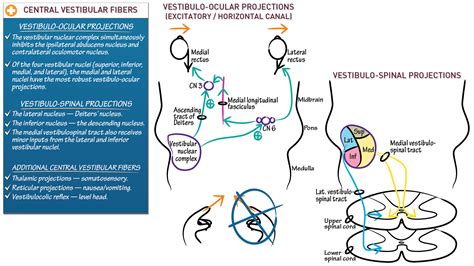 Neuroanatomy Central Vestibular Pathways Ditki Medical And Biological