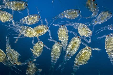 What Do Zooplankton Eat