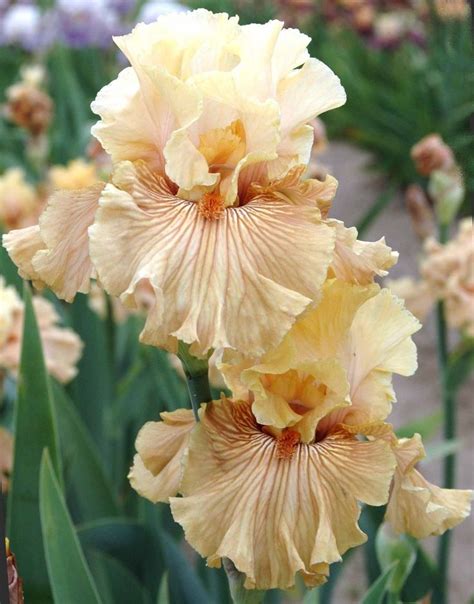 Tools, cleaning, safety, industrial, office supp & more 1936 best Beautiful iris flowers images on Pinterest ...