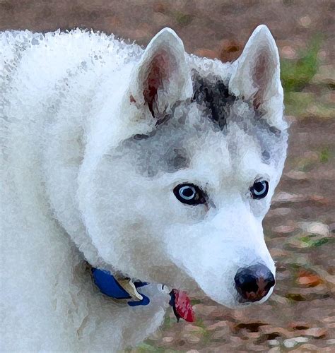 Silver Husky With Blue Eyes Photograph By May Finch Fine Art America