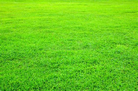Green Lawn With Short Grass For Background Stock Image Image Of