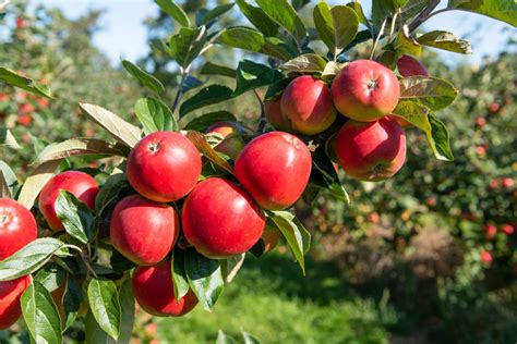 How To Plant Apple Trees Homes And Gardens