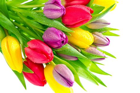 Bouquet Of Multi Colored Tulips Wallpapers And Images Wallpapers