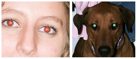 Why Do Human Eyes Glow Red On A Photo And Dogs Eyes Green Biology