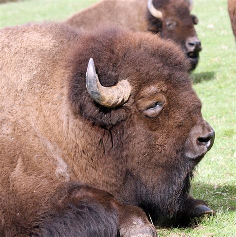 American Bison Buffalo 0017 Photograph By S And S Photo