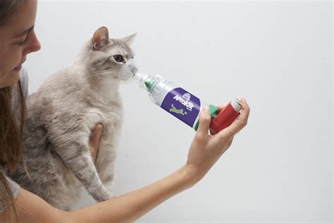 Bronchodilator Medications For Cats: What They Are, Types Available