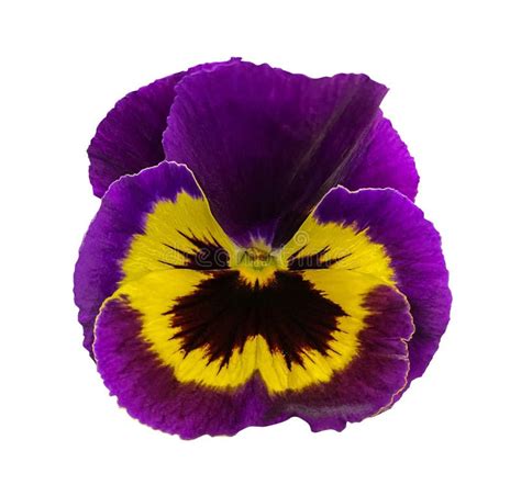 Beautiful Purple And Yellow Pansy Flower The Pansy Viola Wittrockiana