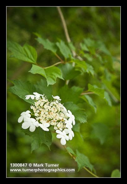 Viburnum Edule Highbush Cranberry Wildflowers Of The Pacific Northwest