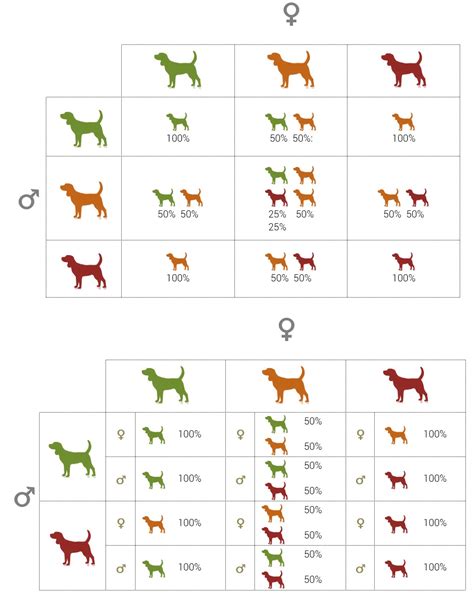 Dog Genetics Introduction To Modes Of Inheritance Animalabs©