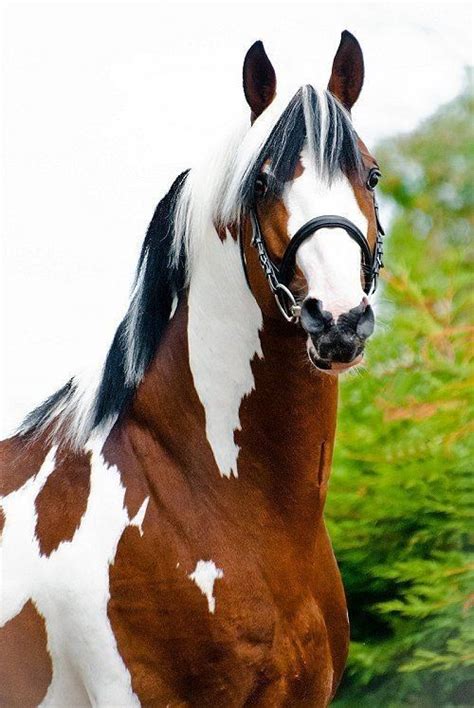 magnifique cheval pie etalon horses horse painting pretty horses