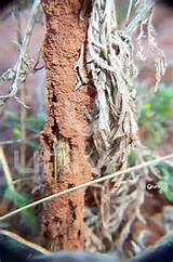 Desert Termites Texas Photos