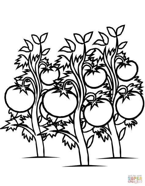 Tomatoes Plants Coloring Page Free Printable Coloring Pages