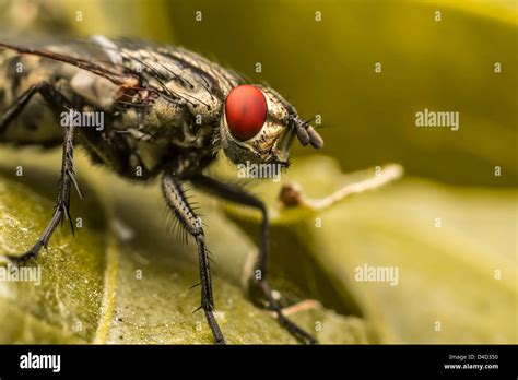 Common House Bugs Hi Res Stock Photography And Images Alamy
