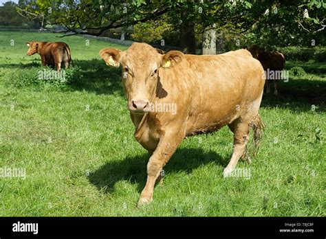 Cattle In The English Countryside Stock Photo Alamy