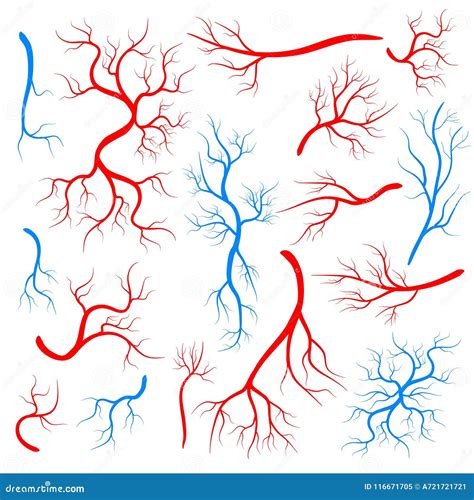 Creative Vector Illustration Of Red Veins Isolated On Background Human