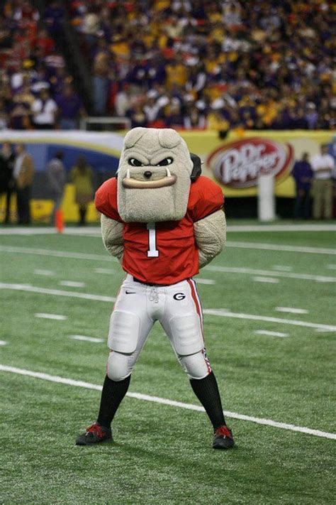 Georgia Bulldogs Mascot Hairy Dawg Takes In The Action At A Uga