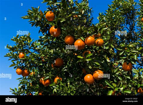 Orange Groves Near Haines City In Central Florida Usa Stock Photo Alamy