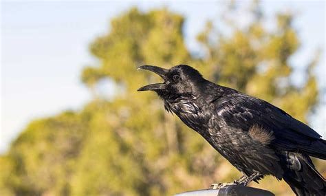 Common Raven Corvus Corax Uk