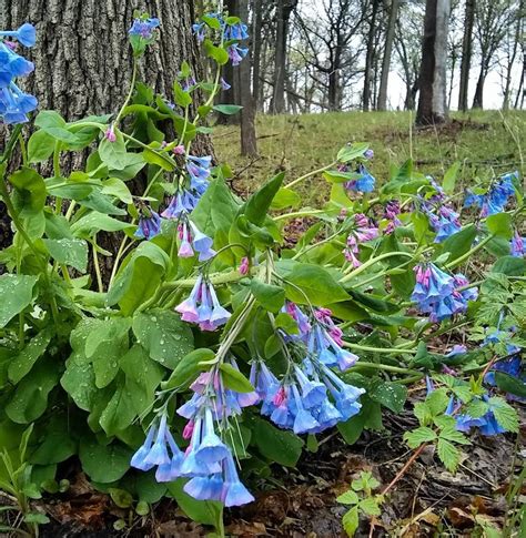 30 Us Native Wildflower Virginia Bluebell Seeds
