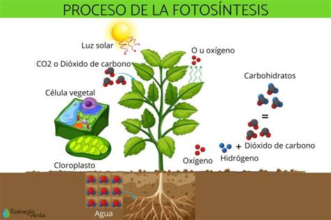 Fotos Ntesis Que Es La Fotos Ntesis