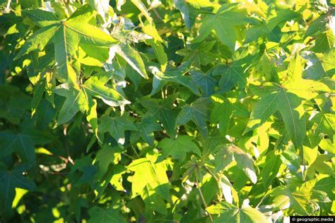 Green Maple Leaves In Summer Geographic Media