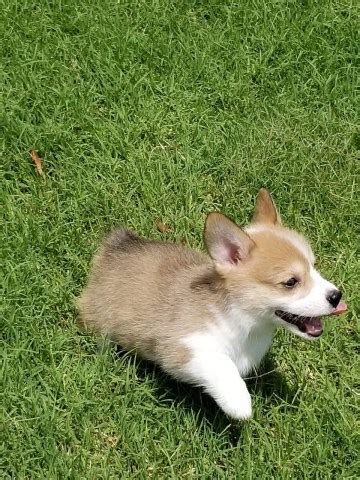 Visit our site for updated litters and to contact us. Corgi Corral, Pembroke Welsh Corgi Breeder in Saluda, Virginia
