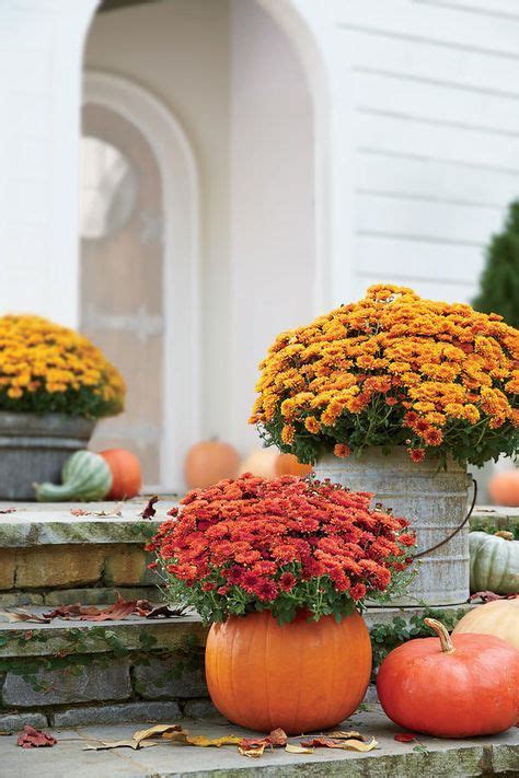 21 Magnificent Ideas For Potted Mums Fall Container Gardens Fall