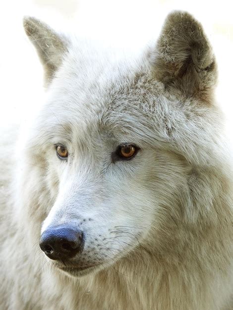 Premium Photo Arctic Wolf Canis Lupus Arctos