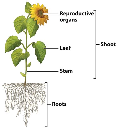 Plant Structure And Function Exploring Photosynthesis On Land