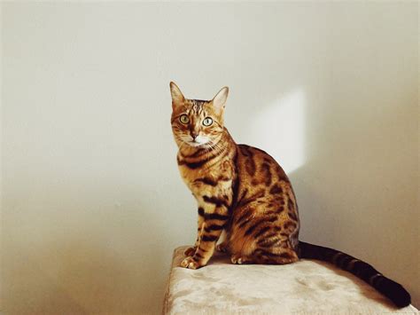20 Cutest Cat Breeds Youll Want To Cuddle I Discerning Cat
