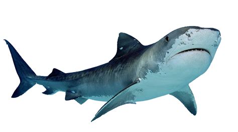 Blue Shark Transparent Image Png Arts
